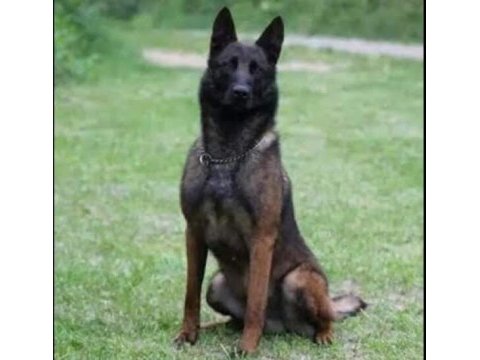 Malinois yavruları