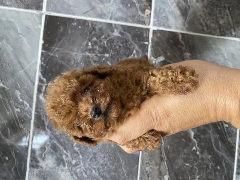 Orjinal minyatür toy poodle yavrular