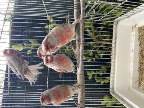 Gri kanat mozaik kanaryalar