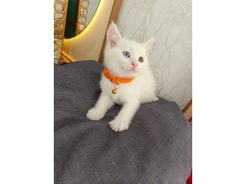 Anne baba scrli top kafa british shorthair kar beyaz yavrula