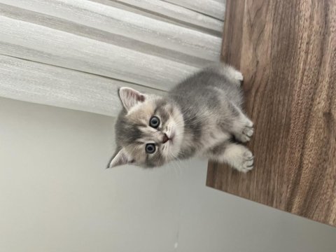 British shorthair