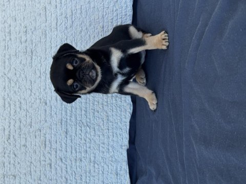 Black tan pug mops