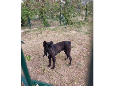 Çok sağlam orj ırk cane corso