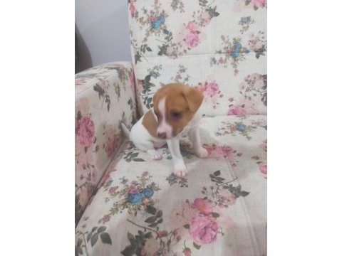 0 numara jack russell prensesler