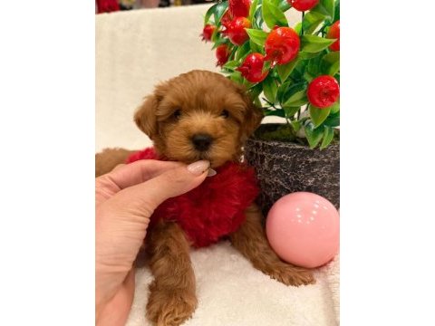Tatlı maltipoo köpekler