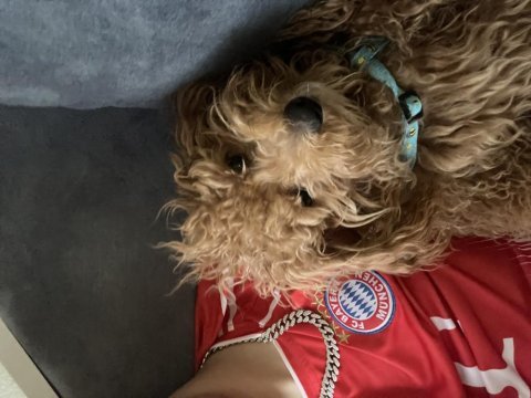 Kütahya dişi maltipoo