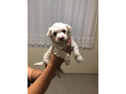 Maltipoo yavrular
