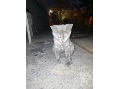 Calico yavru kedimiz