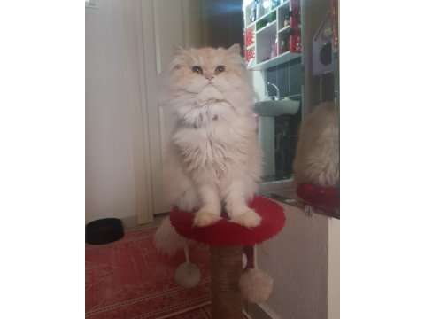 Yetişkin iran kedisi erkek