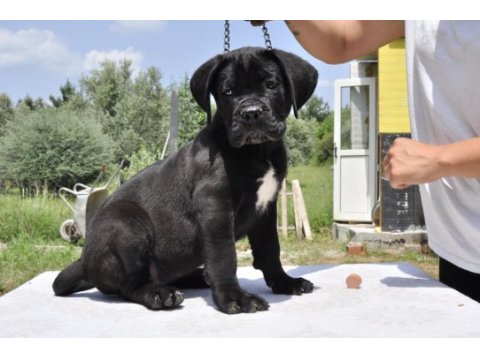 Şecere belgeli ırk ve sağlık garantili cane corso yavrular