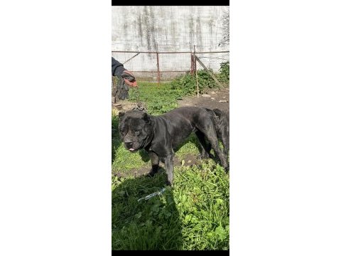 Cane corso üst sınıf