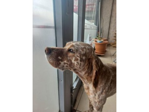 Eğitimli av köpeği