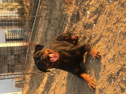 Rottweiler acil ömürlük bir yuva