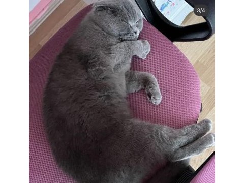 Scottish fold kızımıza yuva arıyoruz
