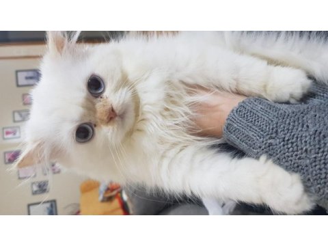 2 yaşında güzel chinchilla kızım ve yavruları