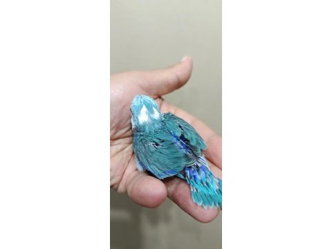 Pied erkek forpus cep papağanı