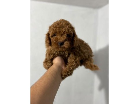 Toy poodle yavrularımız