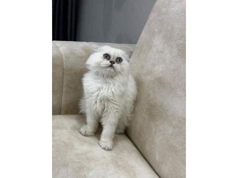 A kalite safkan scottish fold longhair silver point erkek