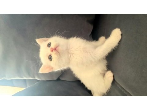 British shorthair ve iran kedisi