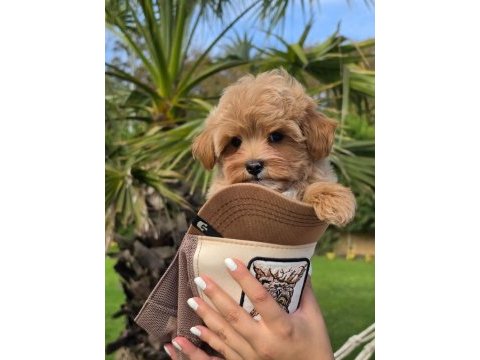 Eğitilebilir maltipoo yavruları ile evinize neşe katın