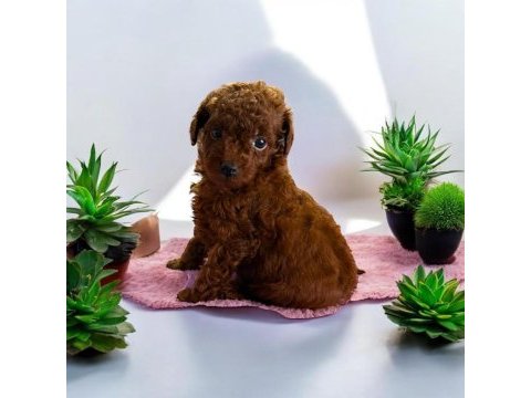 Çok tatlı kore toy poodle yavrularımız