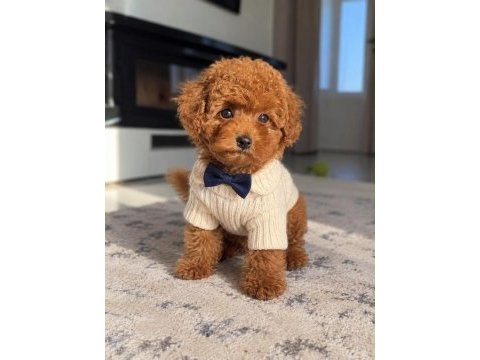 Safkan toy poodle
