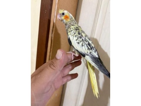 41 günlük harika sultan papağanı bebek
