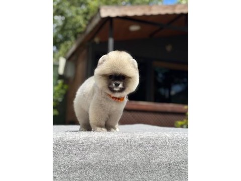 Yavru pomeranian boo köpekler