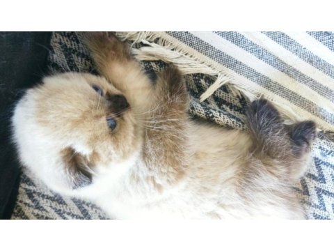Scottish fold longhair tosunum