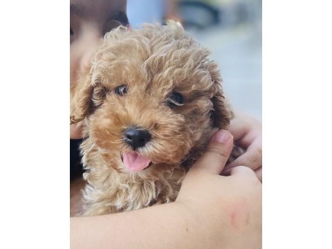 Poodle ayarında maltipoo