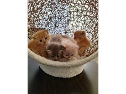 Golden british longhair kardeşler
