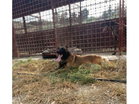 Belçika kurdu ırkının en güzel örneklerini sunuyoruz