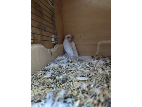 Beyaz pakistan papağanı yavru