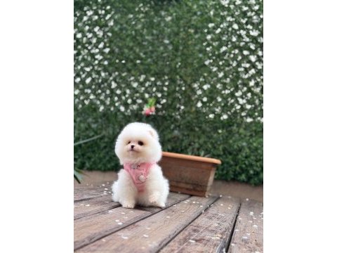 Pomeranian boo prenses bebek