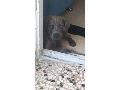 Safkan cane corso blue brindle erkek