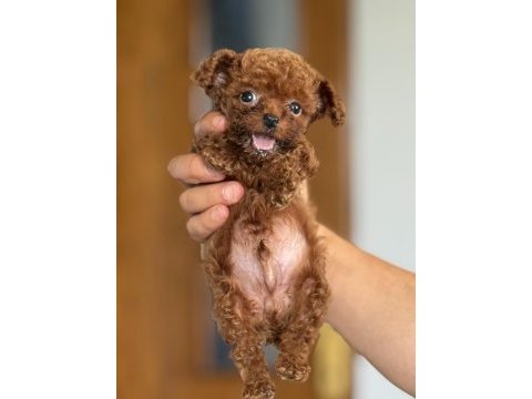 Korea kan toy poodle köpekler