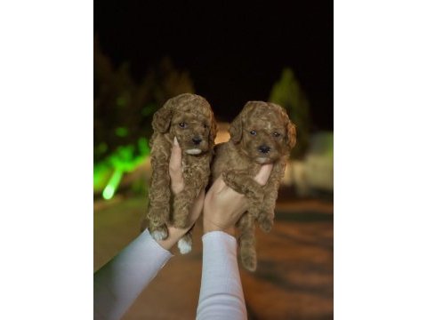 Baldan tatlı yarışma kalitesinde poodle bebekler