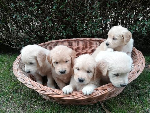 Golden retriever yavruları