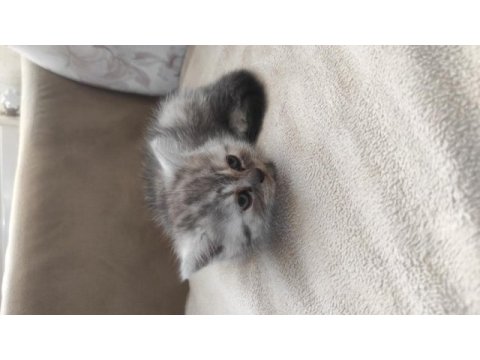 Çok oyuncu british shorthair miniğim