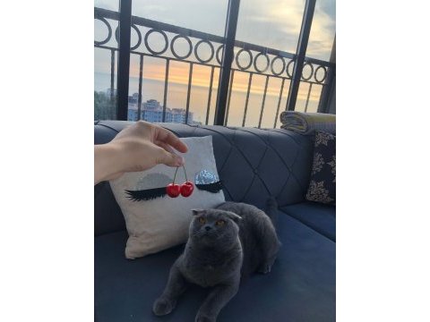 Ücretli sahiplendirilecek scottish fold