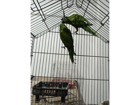 Cüce macaw yeşil renk son 2 adet kaldı