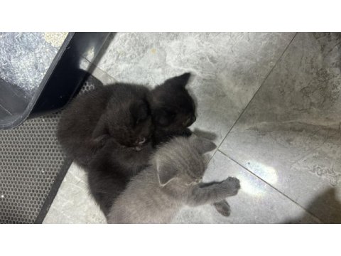 Yavru british shorthair