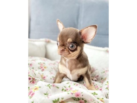 Eşsiz güzellikte safkan chihuahua yavrularımız