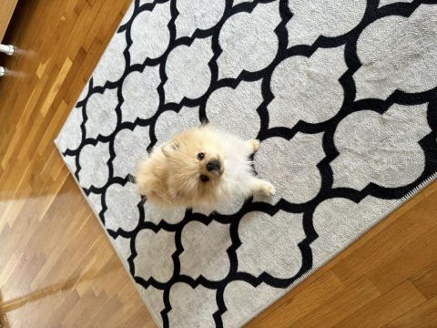 Pomeranian boo 3 aylık erkek