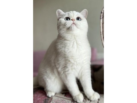 Kısırlaştırma şartıyla ücretsiz british shorthair