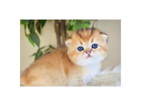 Scottish fold golden dişi