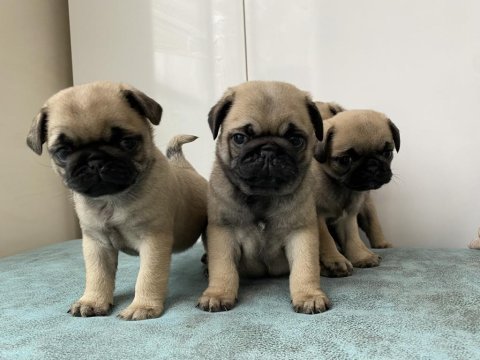 Pug bebekler yeni yuvasını arıyor
