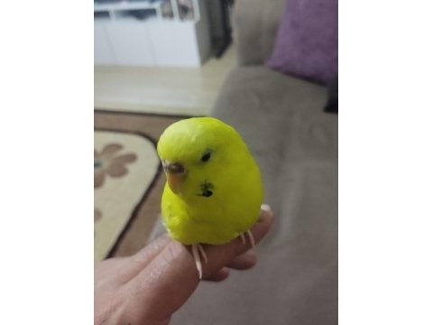 Konuşan muhabbet kuşu arayanlar