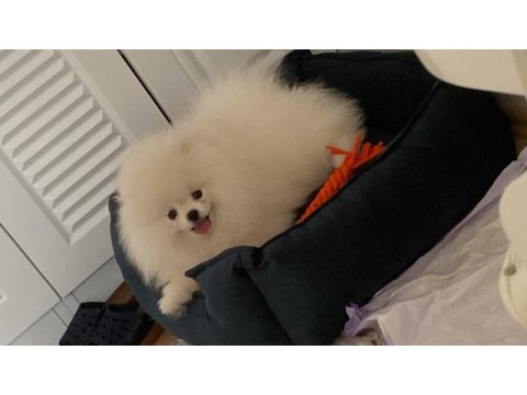 4.5 aylık pomeranian boo uyguna verilecek