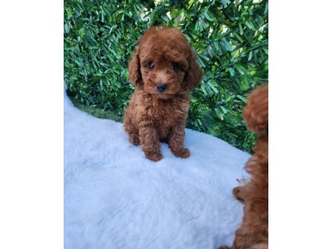 Özel toy poodle yavrular  güvenilir çiftlikten